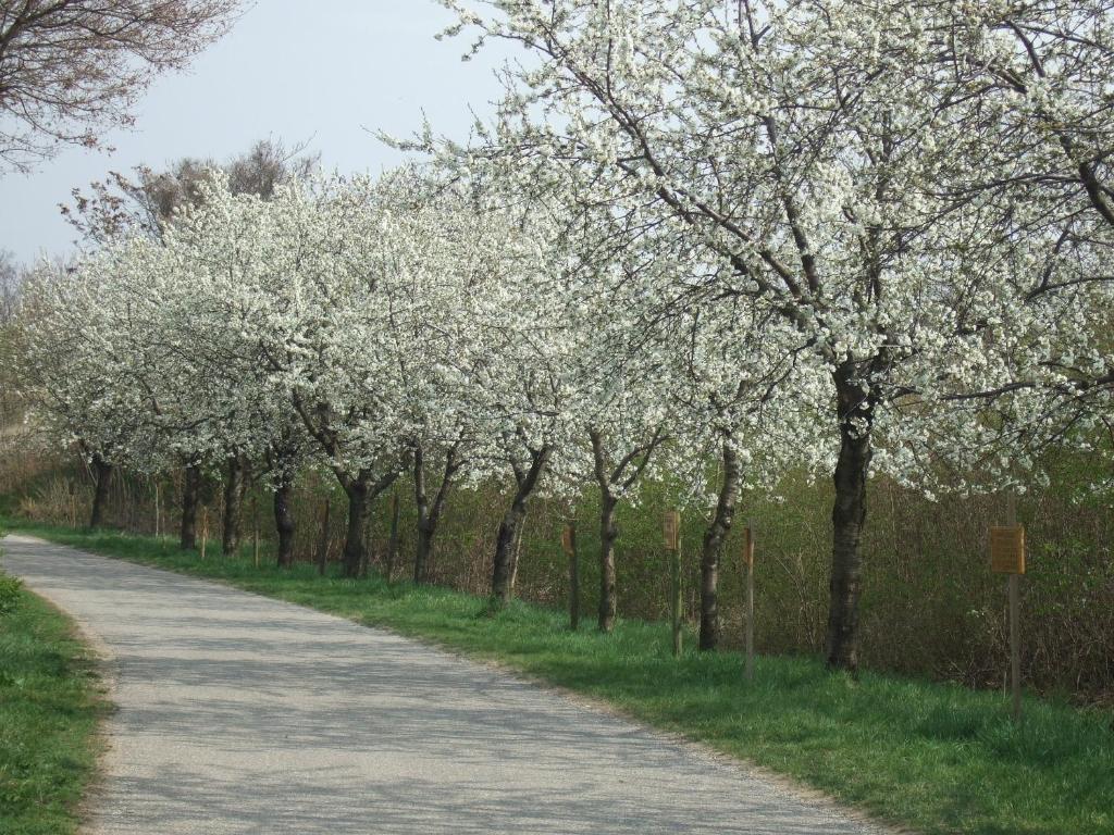 Gasthof-Pension Wein Fertőszéleskút Kültér fotó